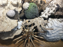 Load image into Gallery viewer, Maikohā